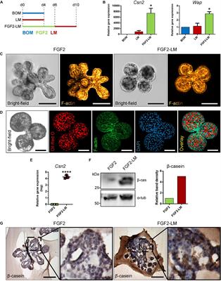 Primary Mammary Organoid Model of Lactation and Involution